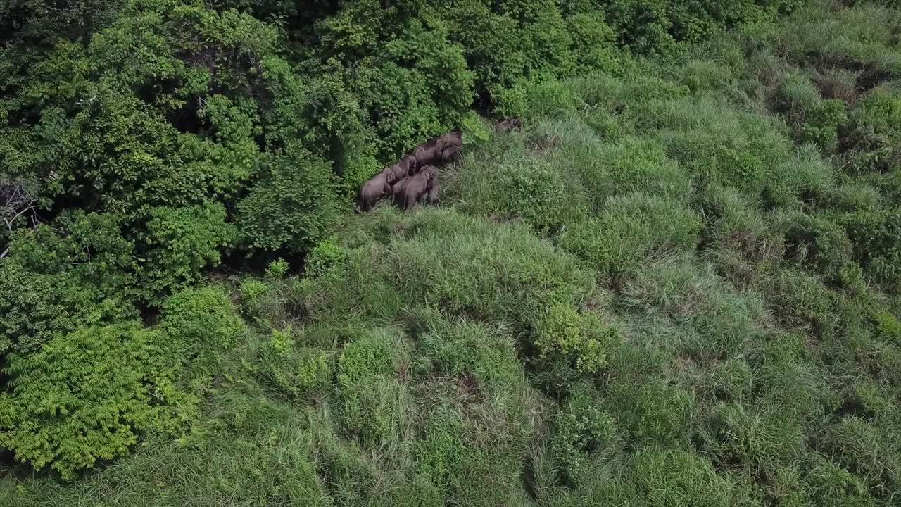 苏门答腊野象视频素材