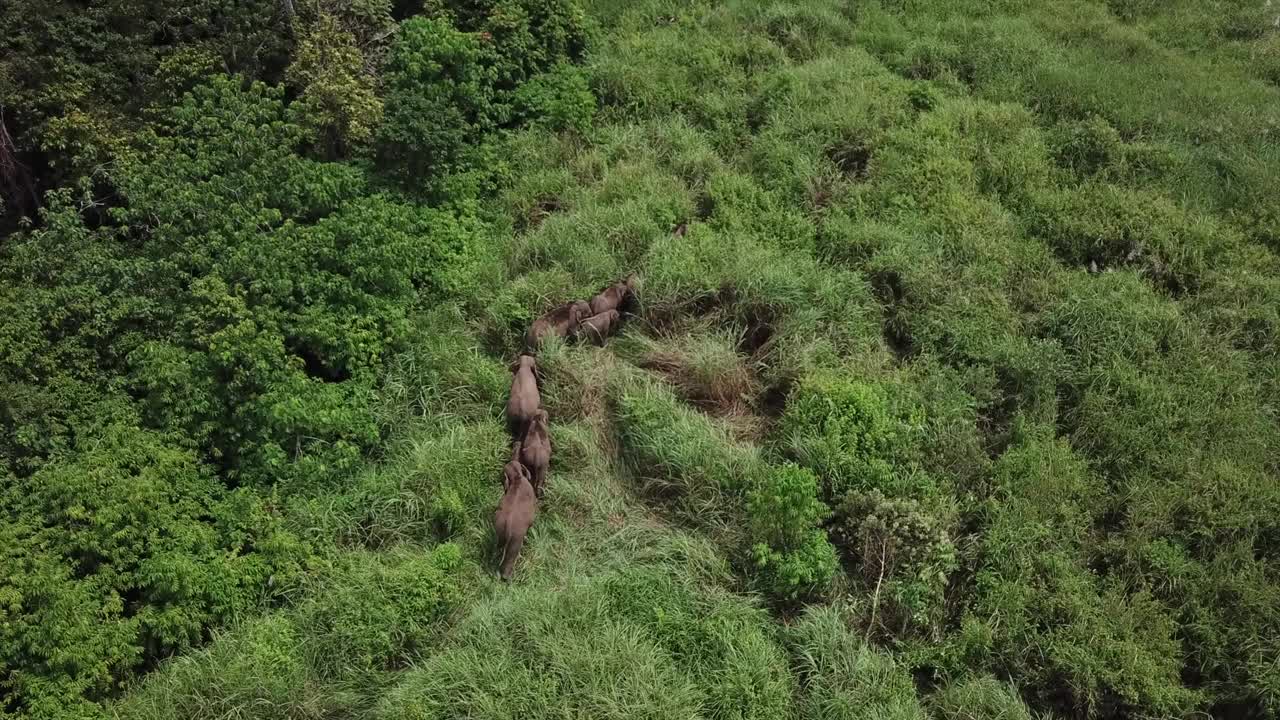 苏门答腊野象视频素材