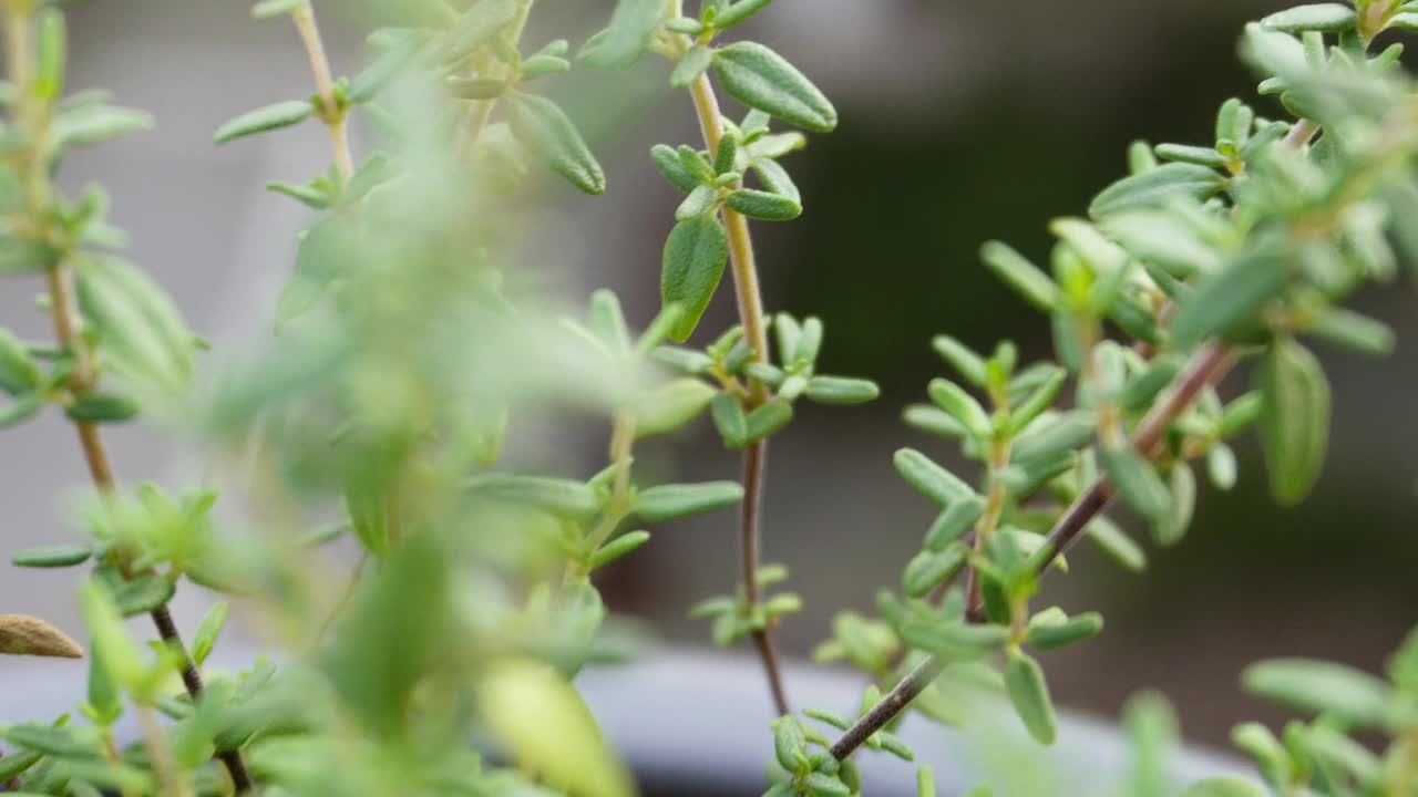 微绿色视频素材