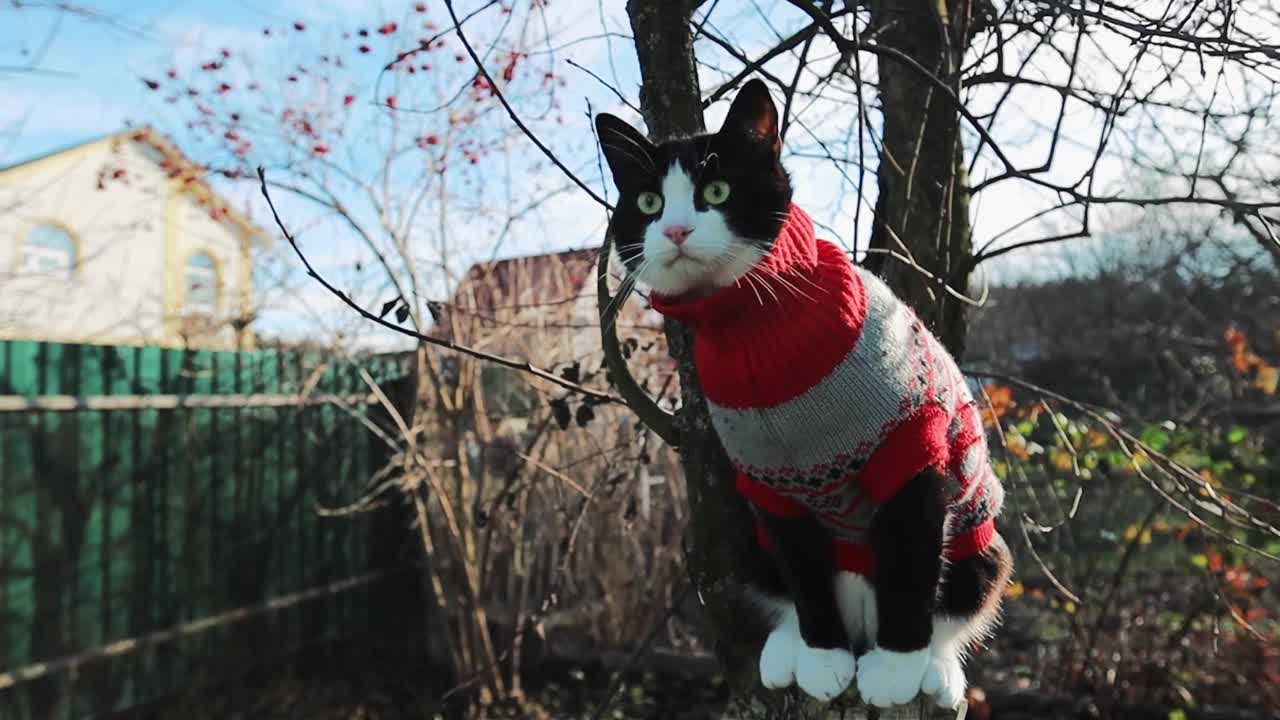 可爱的猫咪穿着暖和的针织毛衣坐在乡下花园的树上视频下载