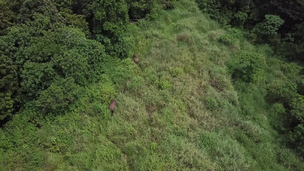 苏门答腊野象视频下载