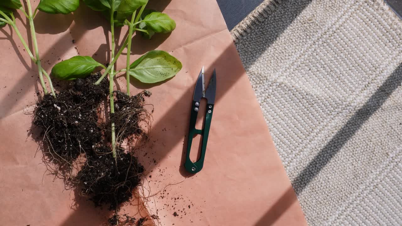 种植植物视频下载