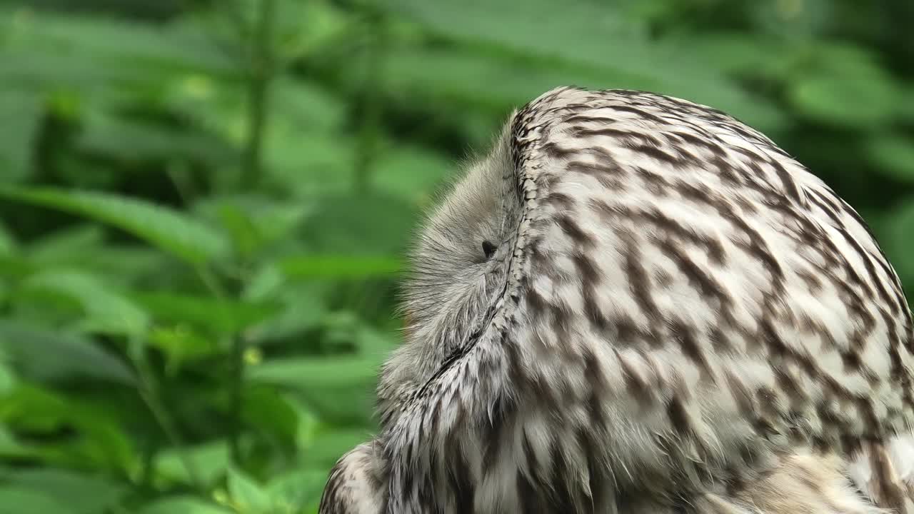 夏季森林中的乌拉尔猫头鹰(Strix uralensis)视频下载