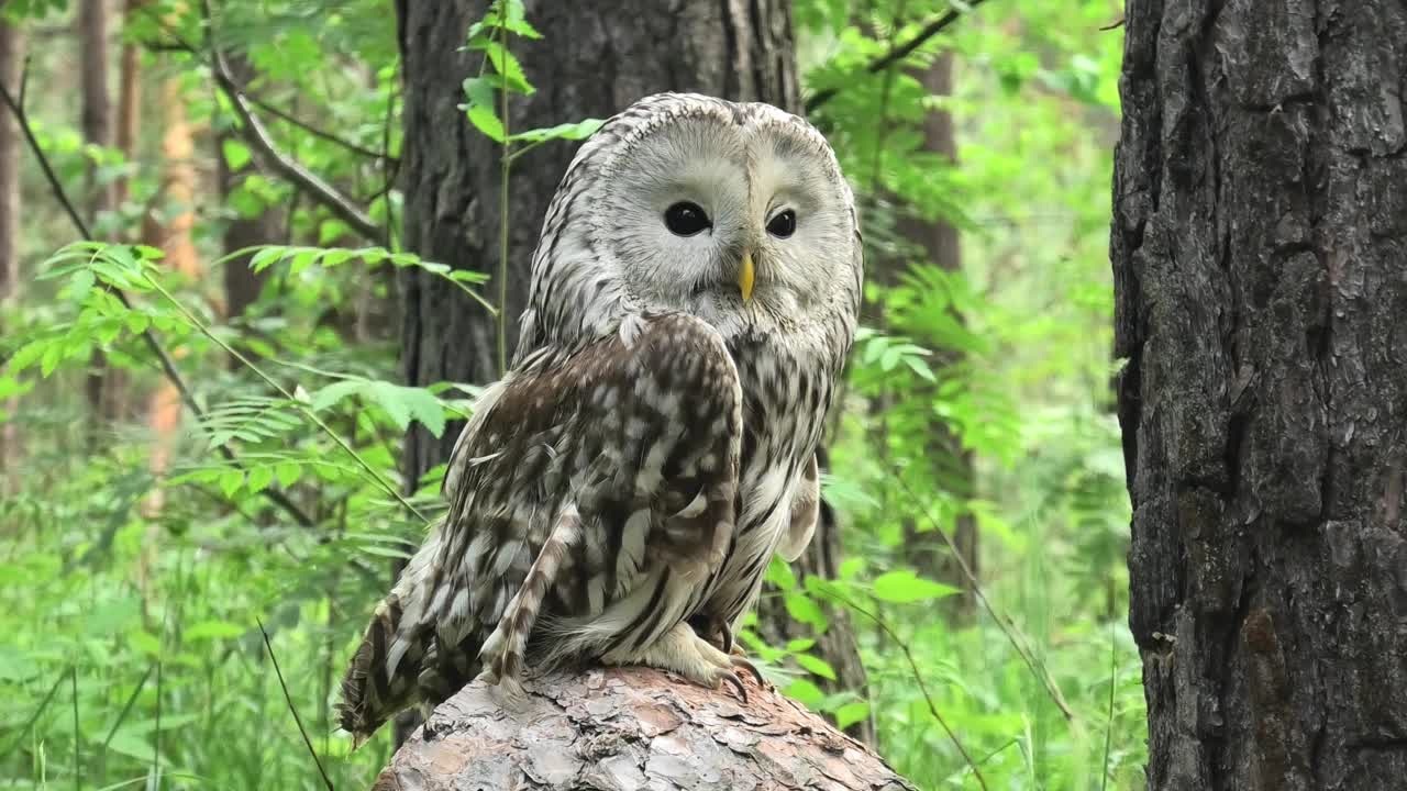 夏季森林中的乌拉尔猫头鹰(Strix uralensis)视频素材