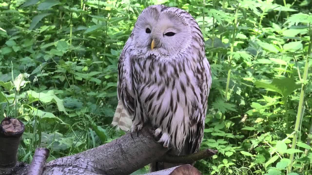 夏季森林中的乌拉尔猫头鹰(Strix uralensis)视频素材