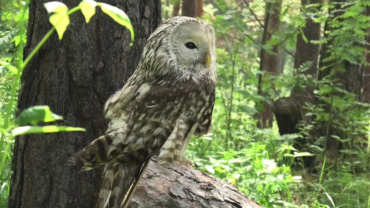 夏季森林中的乌拉尔猫头鹰(Strix uralensis)视频素材