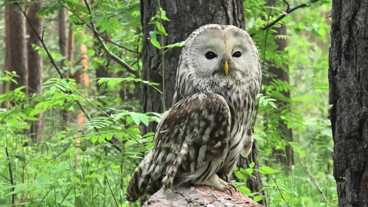 夏季森林中的乌拉尔猫头鹰(Strix uralensis)视频下载