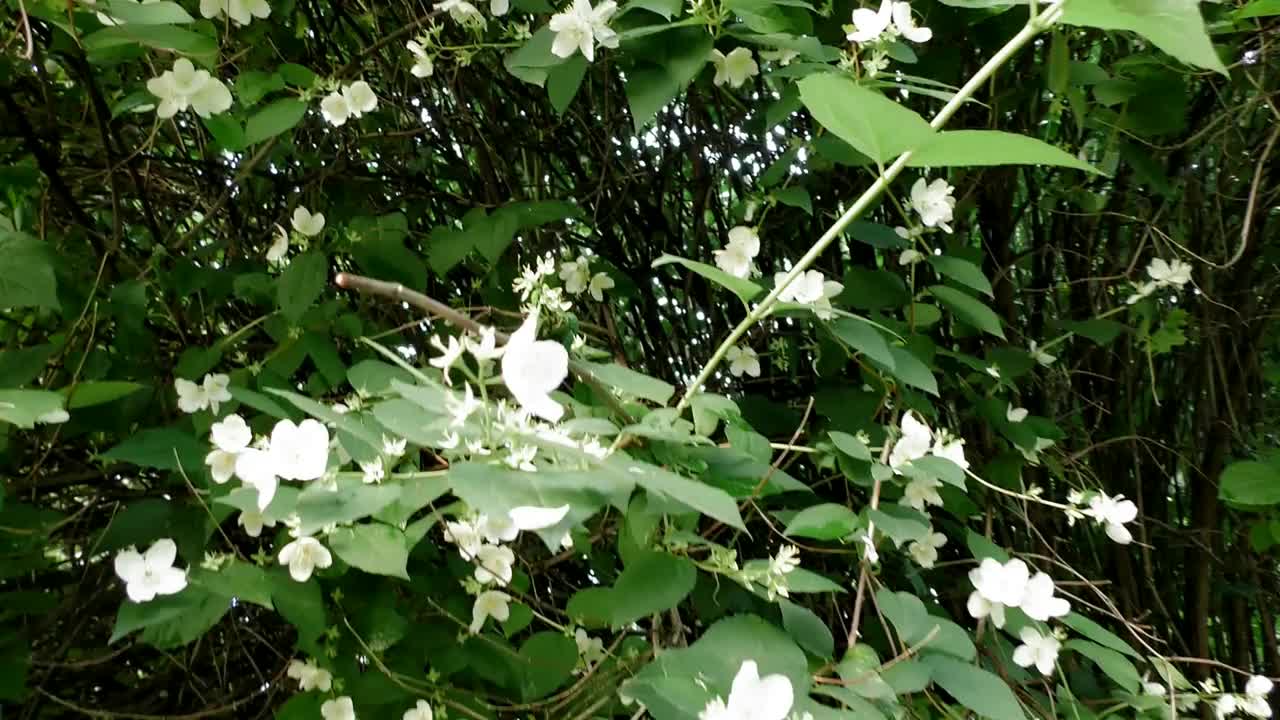 白鸟樱花盛开。视频下载