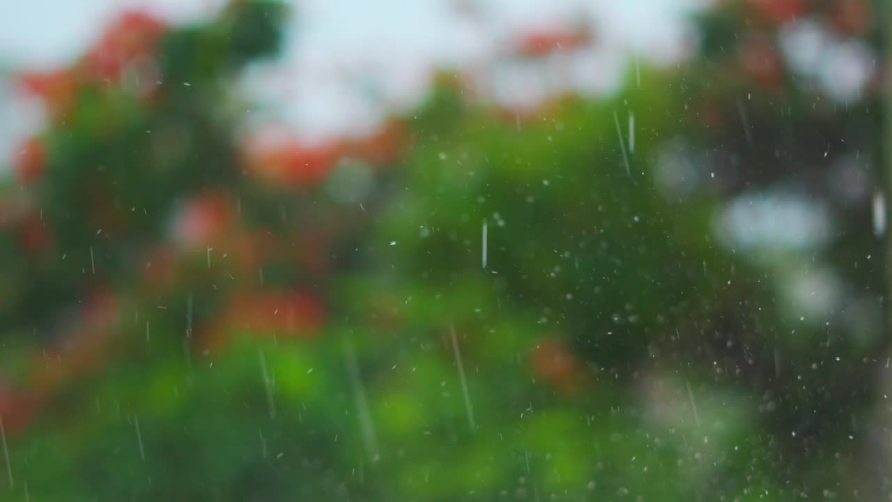 雨落的特写镜头和绿色的树作为背景。雨落在花园里。大雨在自然背景。季风的概念。视频下载