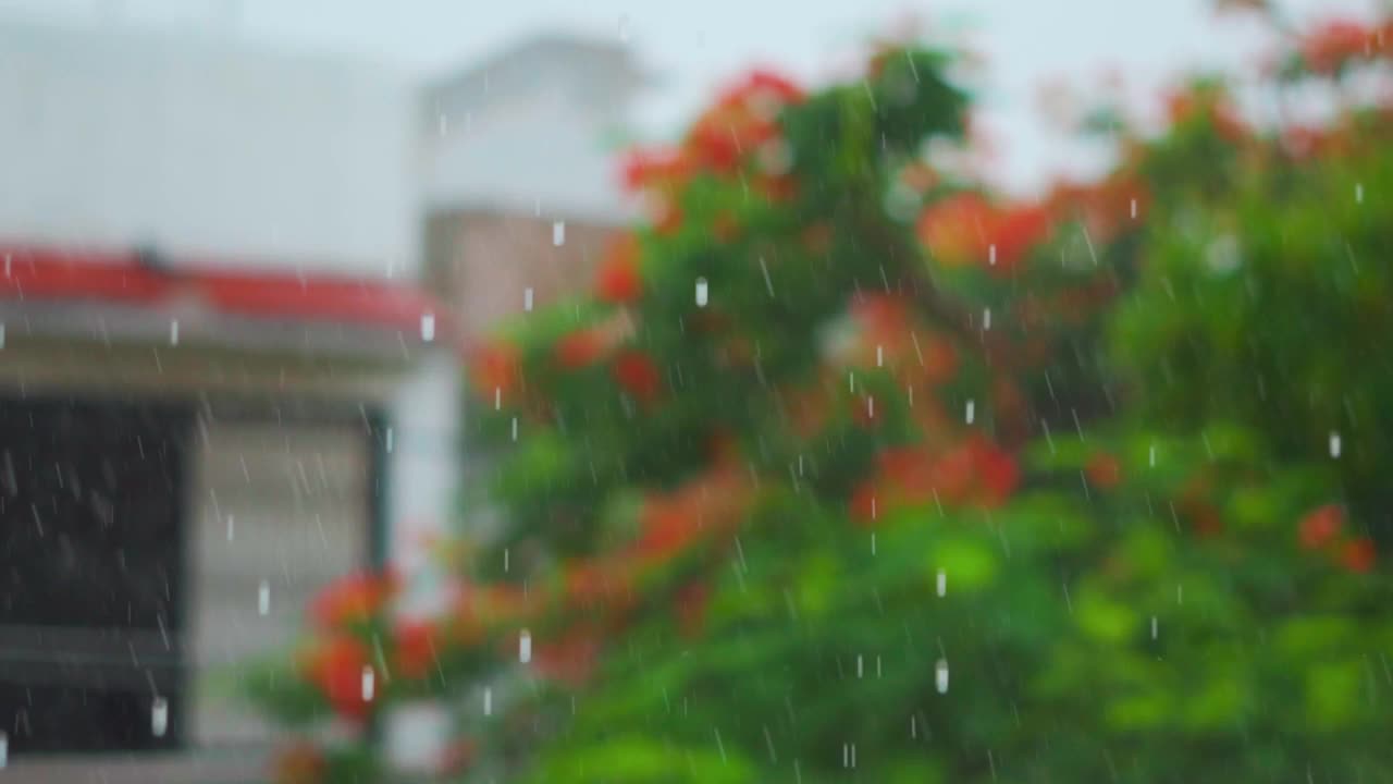 雨落的特写镜头和绿色的树作为背景。雨落在花园里。大雨在自然背景。季风的概念。视频素材