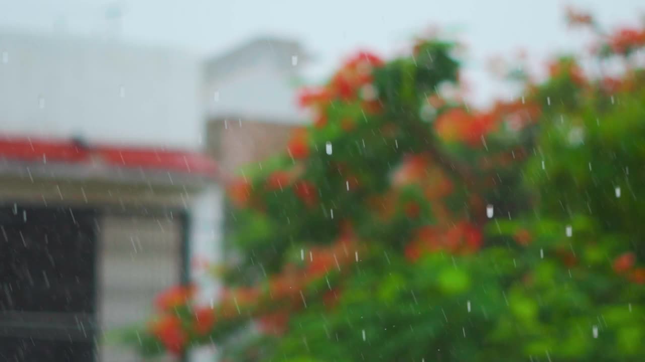 雨落的特写镜头和绿色的树作为背景。雨落在花园里。大雨在自然背景。季风的概念。视频素材