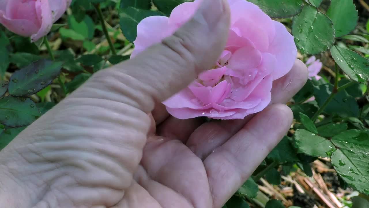 用你的手指触摸粉红玫瑰的花瓣。视频素材