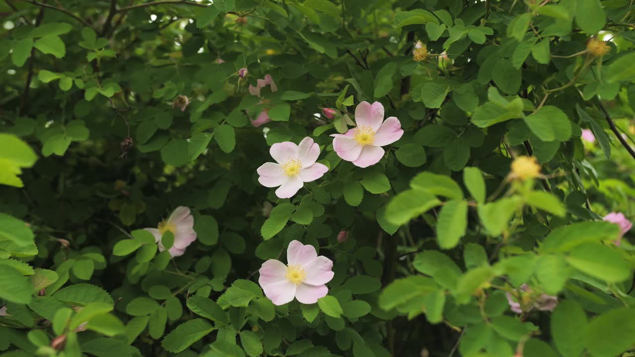 开花的玫瑰果的粉红色花朵视频素材