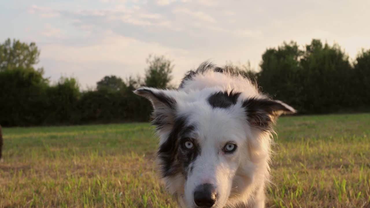 户外的边境牧羊犬视频下载