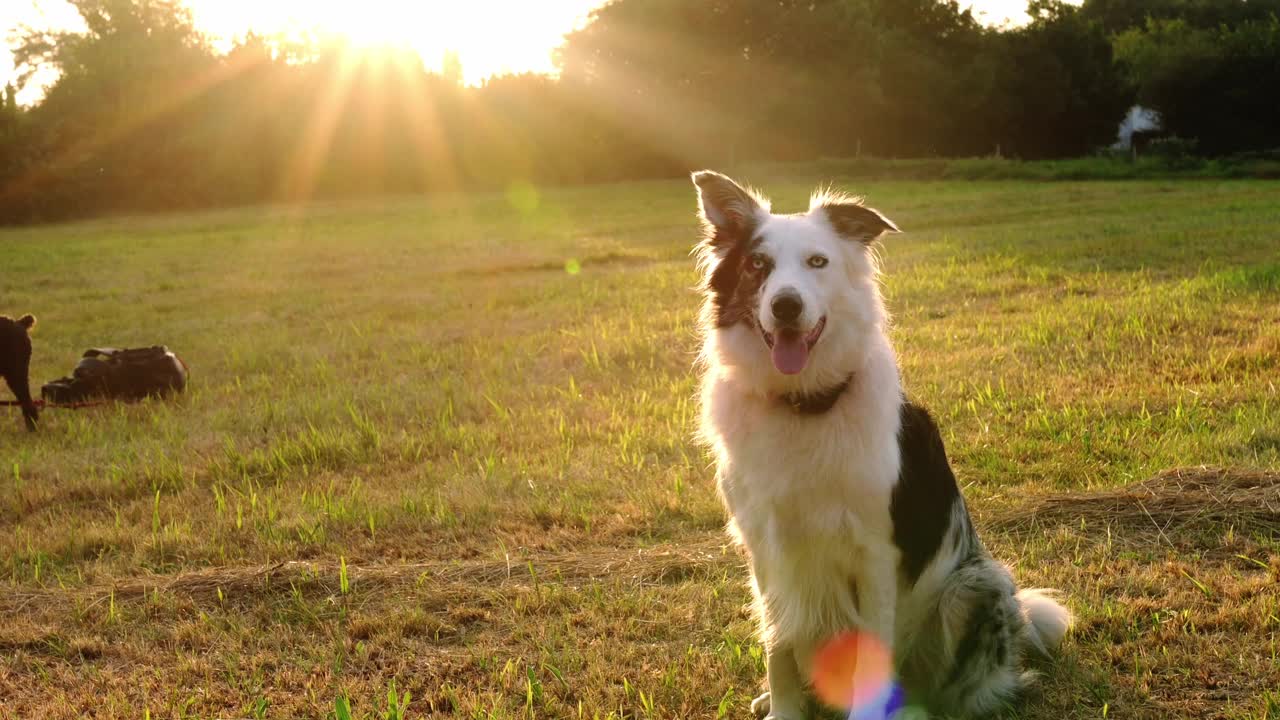 户外的边境牧羊犬视频下载