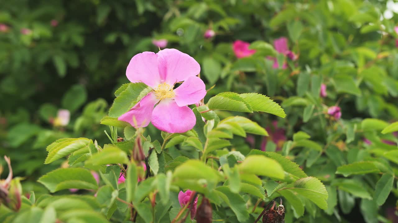 开花的玫瑰果的粉红色花朵视频素材