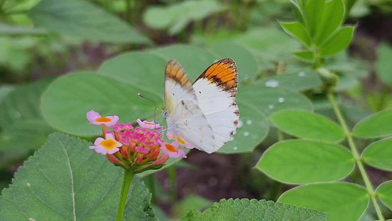 桔尖蝴蝶视频素材