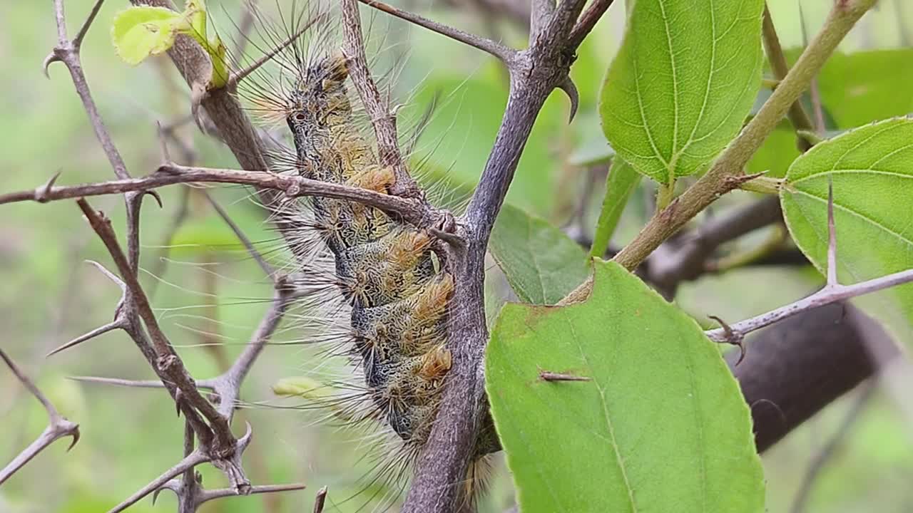 毛毛虫视频素材