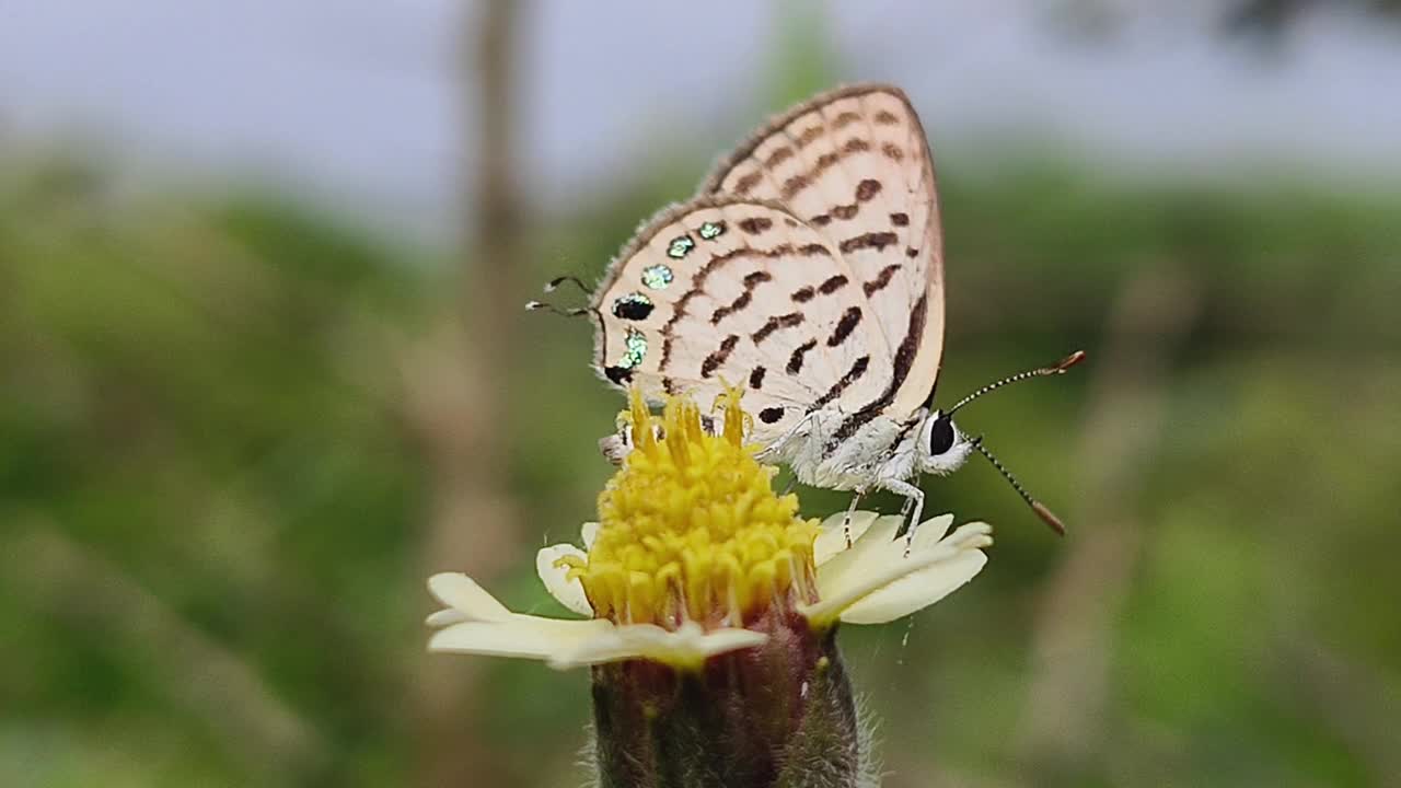 蝴蝶视频素材