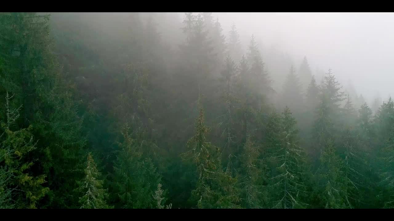 雾中绿树，山景，绿树与雾视频素材