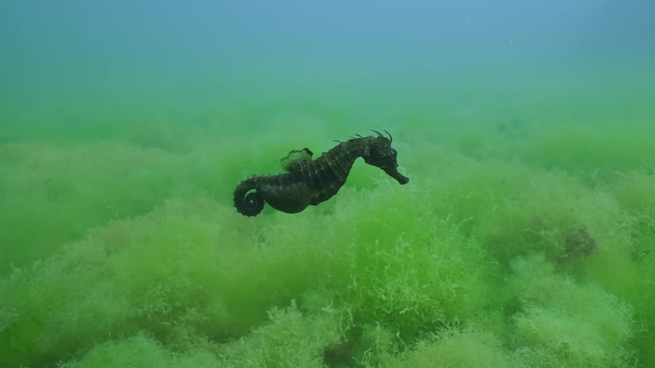 怀孕的雄性海马在覆盖着茂密绿藻的海底游泳视频素材