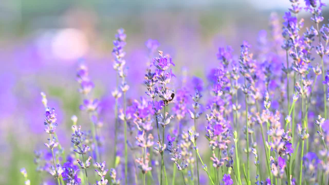 春天的薰衣草花在阳光下。视频下载