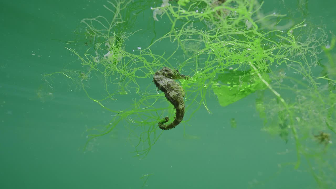 海面上漂着的海马，绿藻在开阔的海面上遨游视频素材