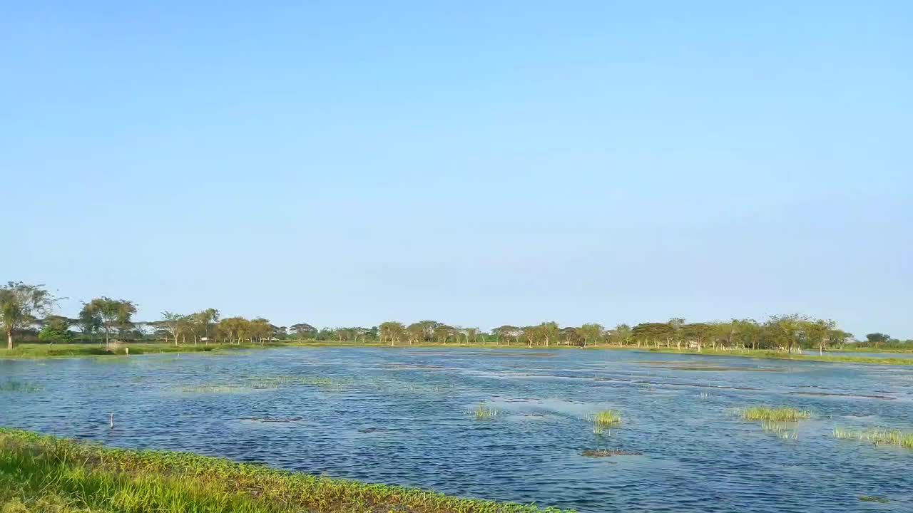 一个大鱼塘与草吹在刮风晴朗的日子视频下载