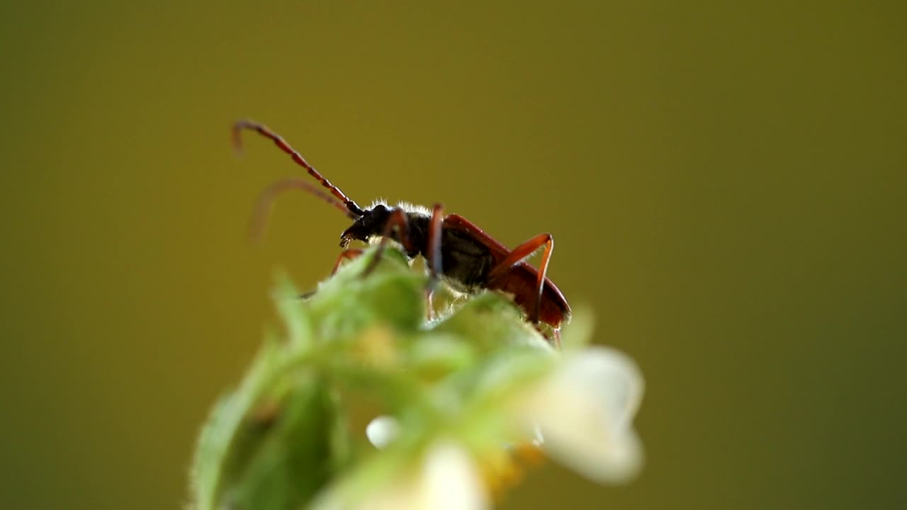 花角甲虫视频下载