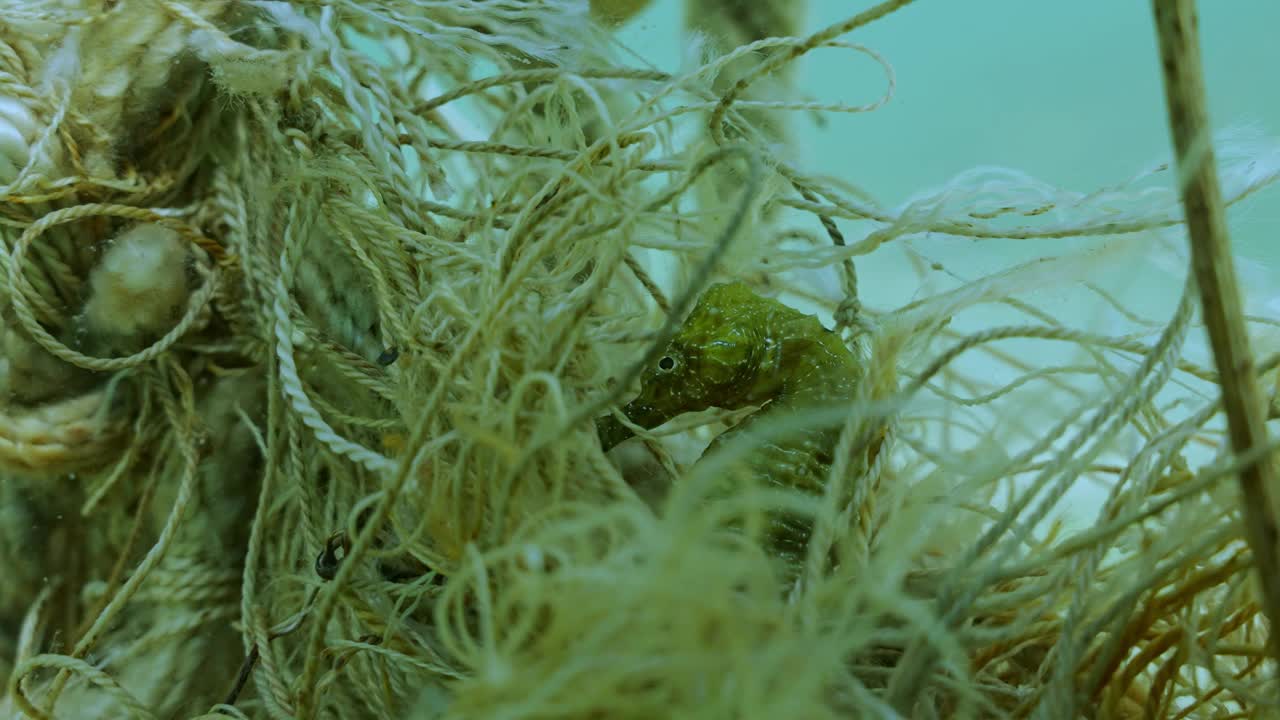 海马被丢弃的渔网缠住的特写镜头，慢动作视频素材