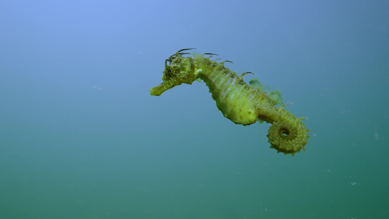 美丽的海马在蓝色的水柱中漂浮的特写视频素材