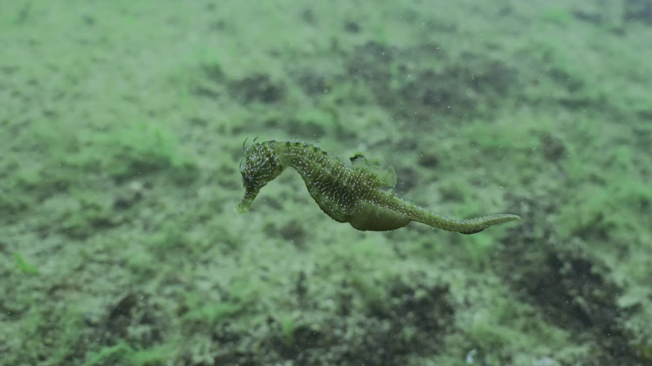 海马在覆盖着海带和贻贝的珊瑚礁背景下游泳视频素材