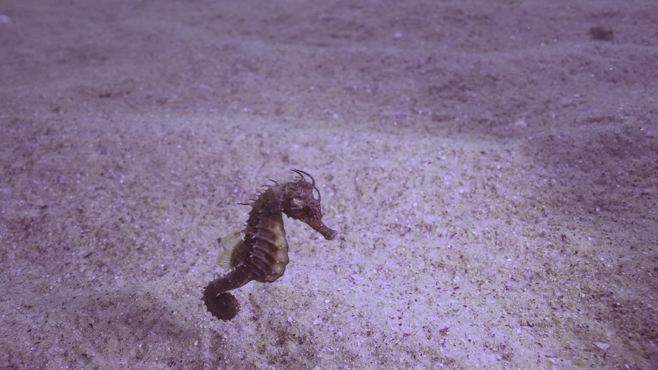 海马缓慢地漂浮在沙质海底的特写，慢动作视频素材