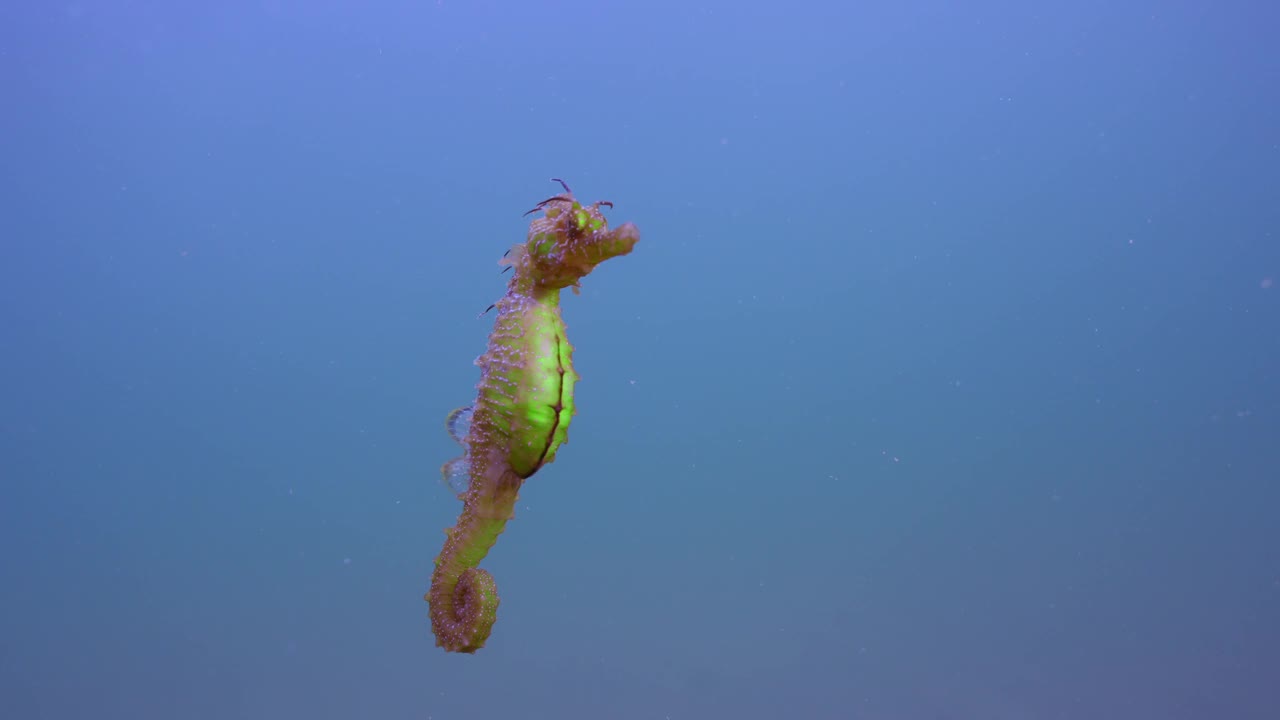 正面的彩色海马游泳在水柱和看着相机视频素材