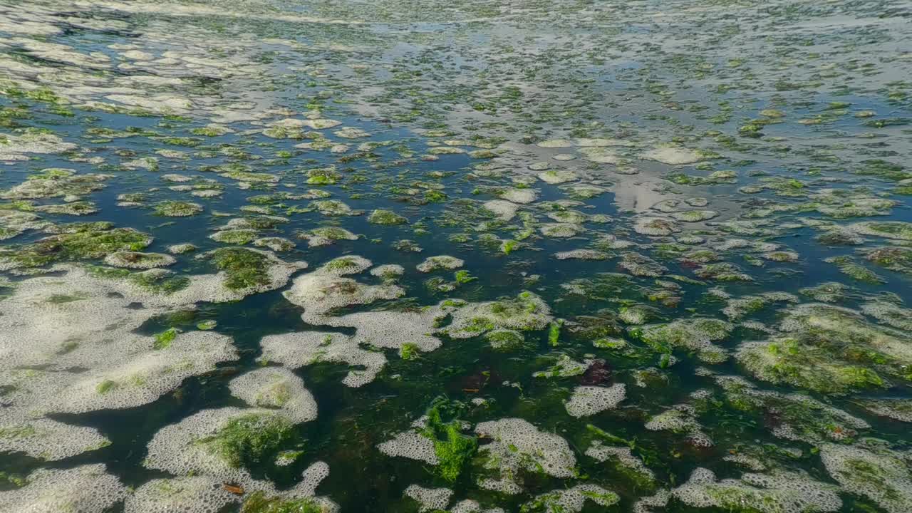 在暴风雨中采摘的绿藻漂浮在水面上视频素材