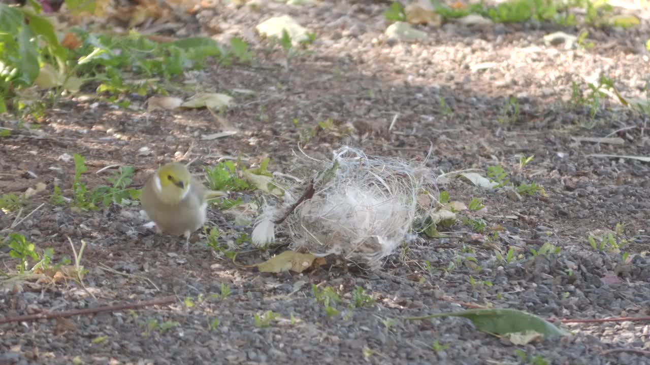 食蜜鸟。视频下载