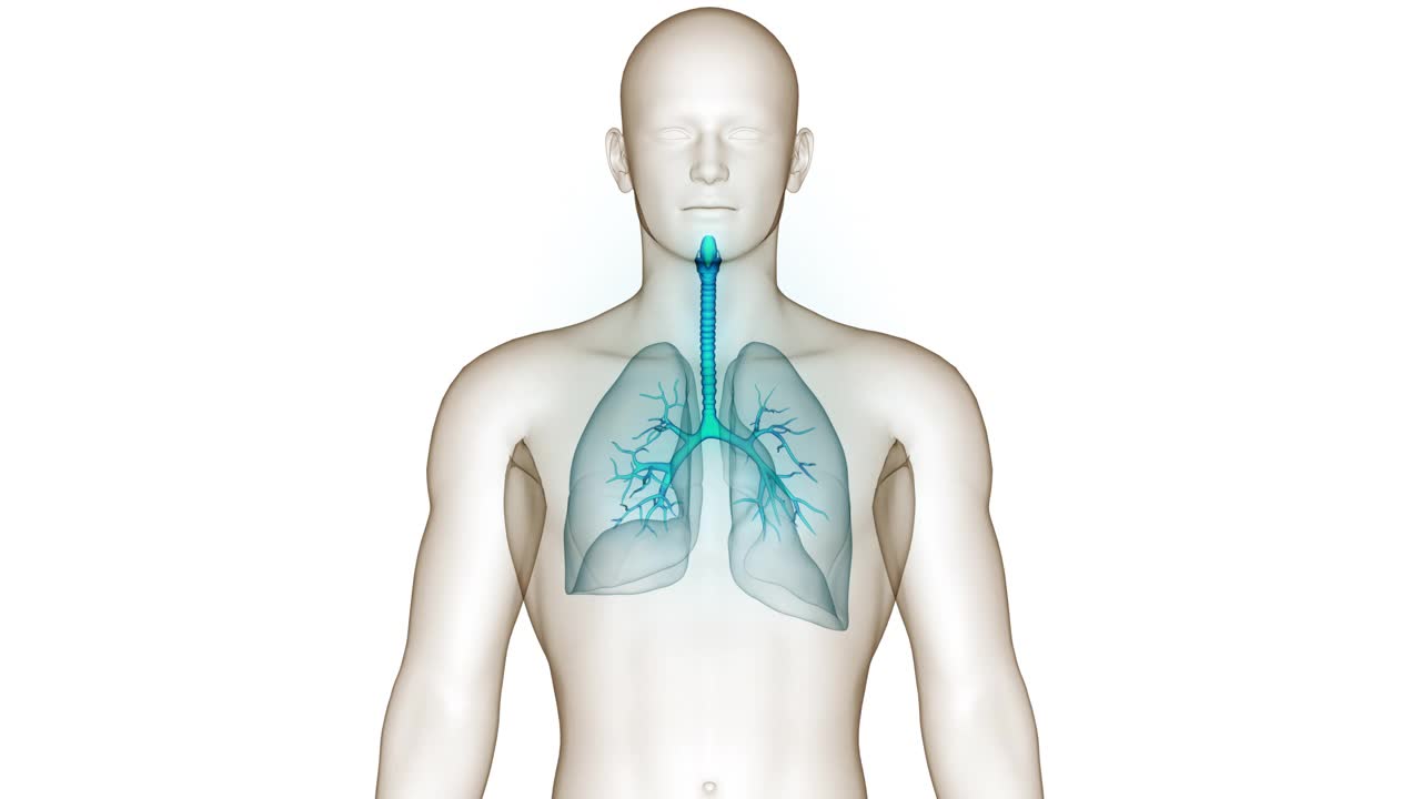 人体呼吸系统肺解剖动画概念视频下载