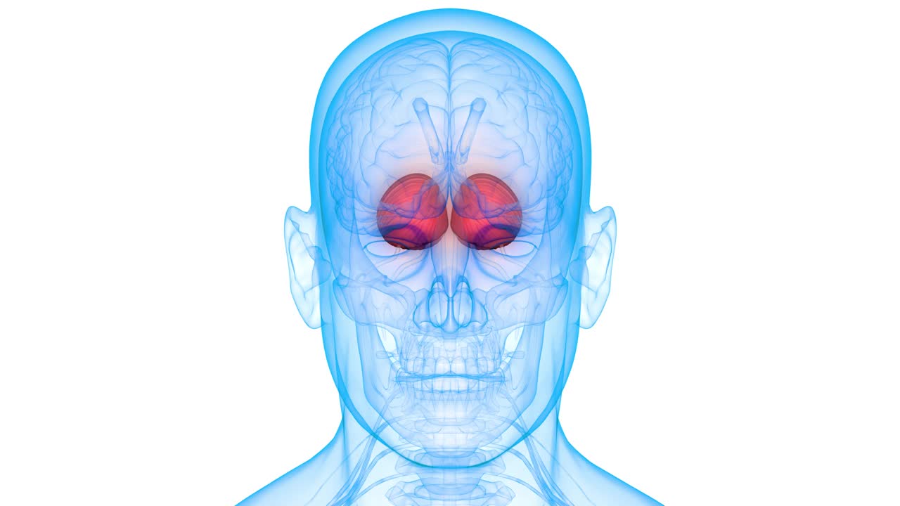 人体神经系统中枢器官脑解剖动画概念视频素材