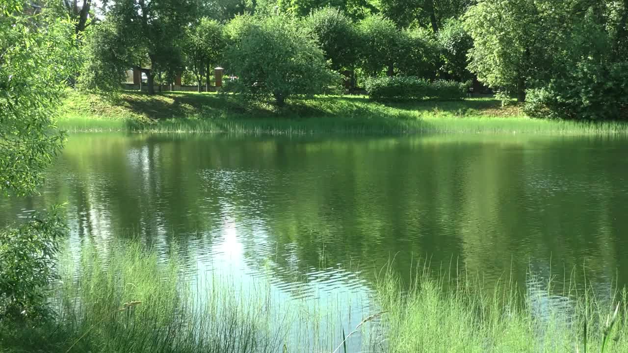 湖的风景和岸边茂盛的植被。视频素材