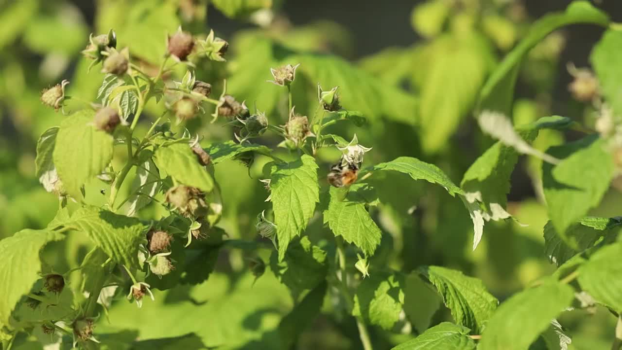 夏天花园里的树莓丛里昆虫飞视频素材