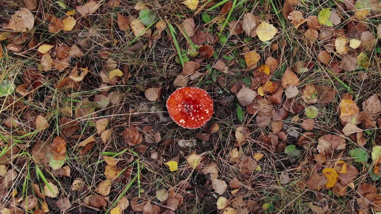 秋季森林中毒毒毒伞的内外拍摄。在秋天觅食是很危险的。苍蝇伞的鲜红色可能会误导和危险视频下载