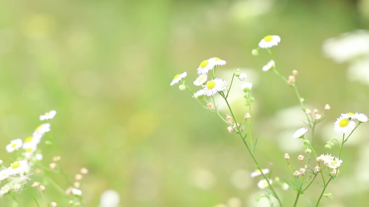 甘菊田视频素材