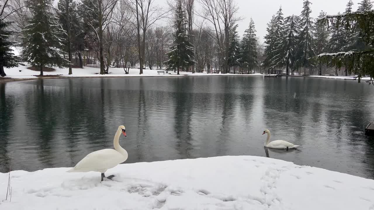 冬天，在法国比利牛斯州卡西尔的一个白雪皑皑的湖泊里，天鹅站在旁边游泳，营造出一种宁静的景象。视频下载