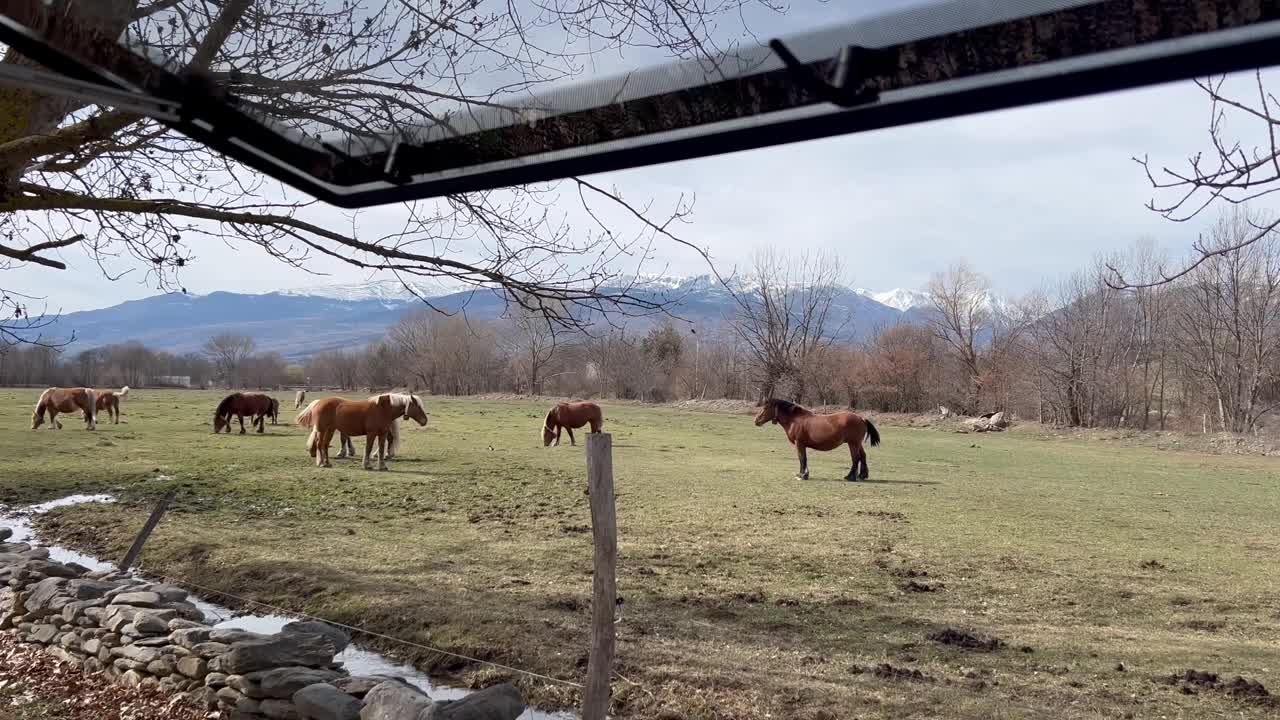 从一辆打开窗户的大篷车里看到的景象，在西班牙的La Cerdanya，马在吃草。视频下载