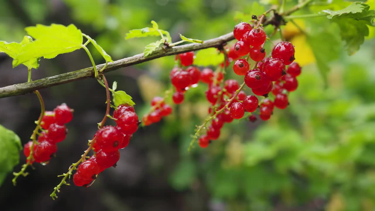 花园里成熟的红醋栗枝。视频素材