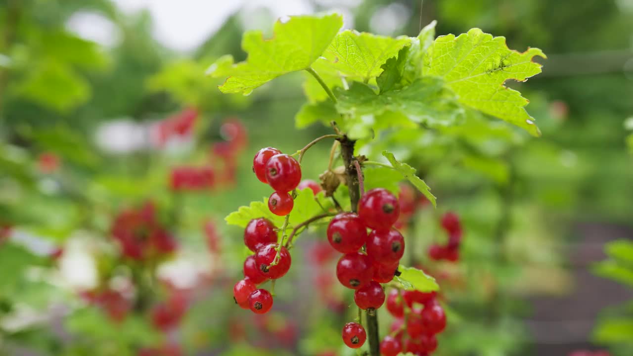 花园里成熟的红醋栗枝。视频素材