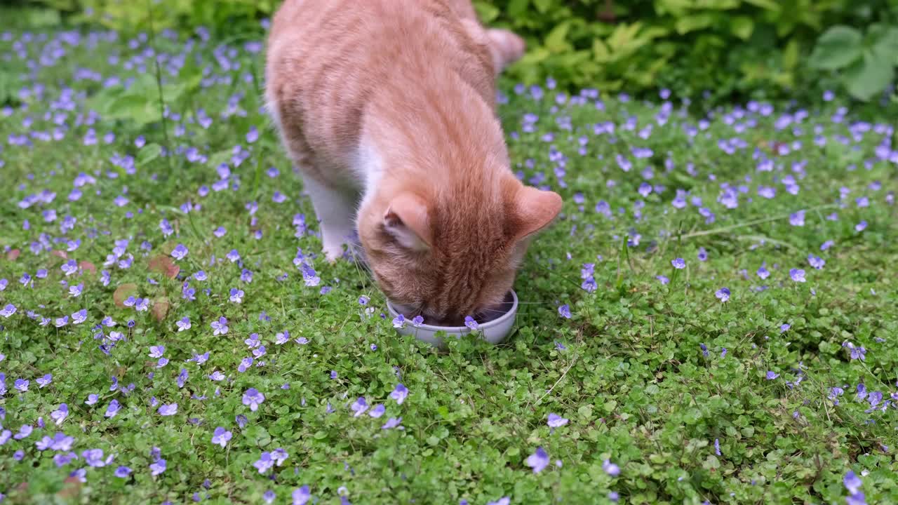 一只姜黄色的猫在花园的草坪上津津有味地吃着碗里的食物。视频下载