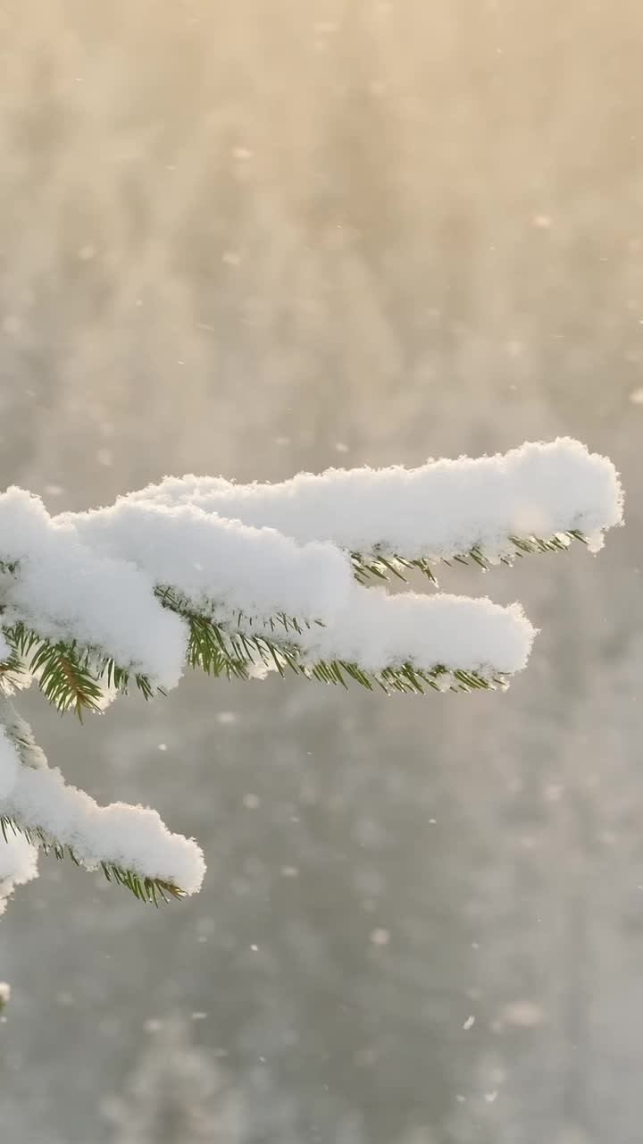 美丽的冬景，雪慢慢飘落在冷杉林中视频素材