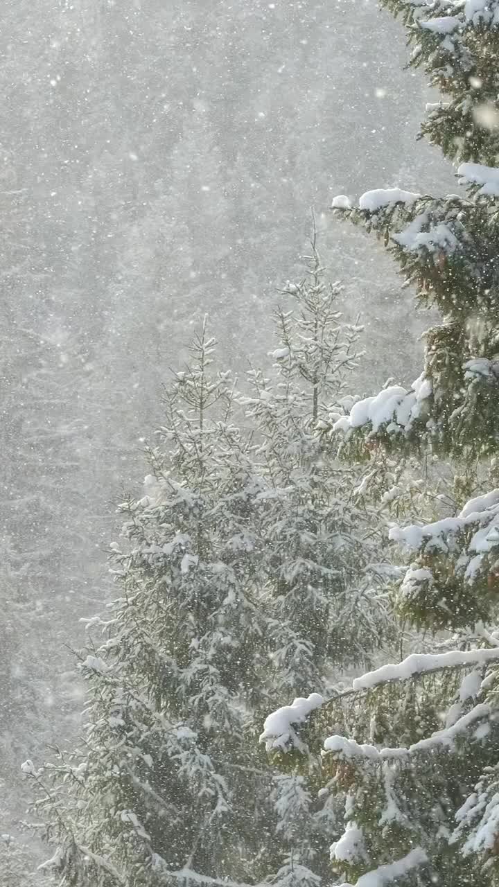 美丽的冬景，雪慢慢飘落在冷杉林中视频素材