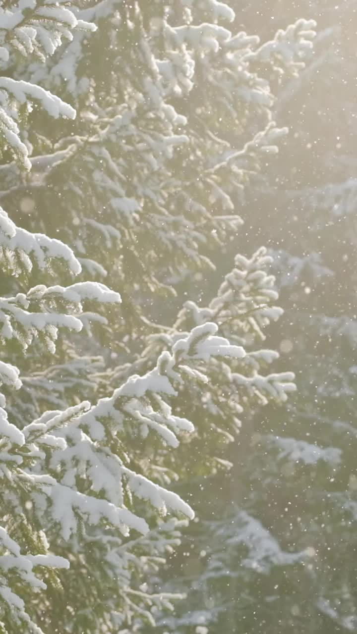 美丽的冬景，雪慢慢飘落在冷杉林中视频下载